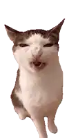 Blank stare cat reaction
